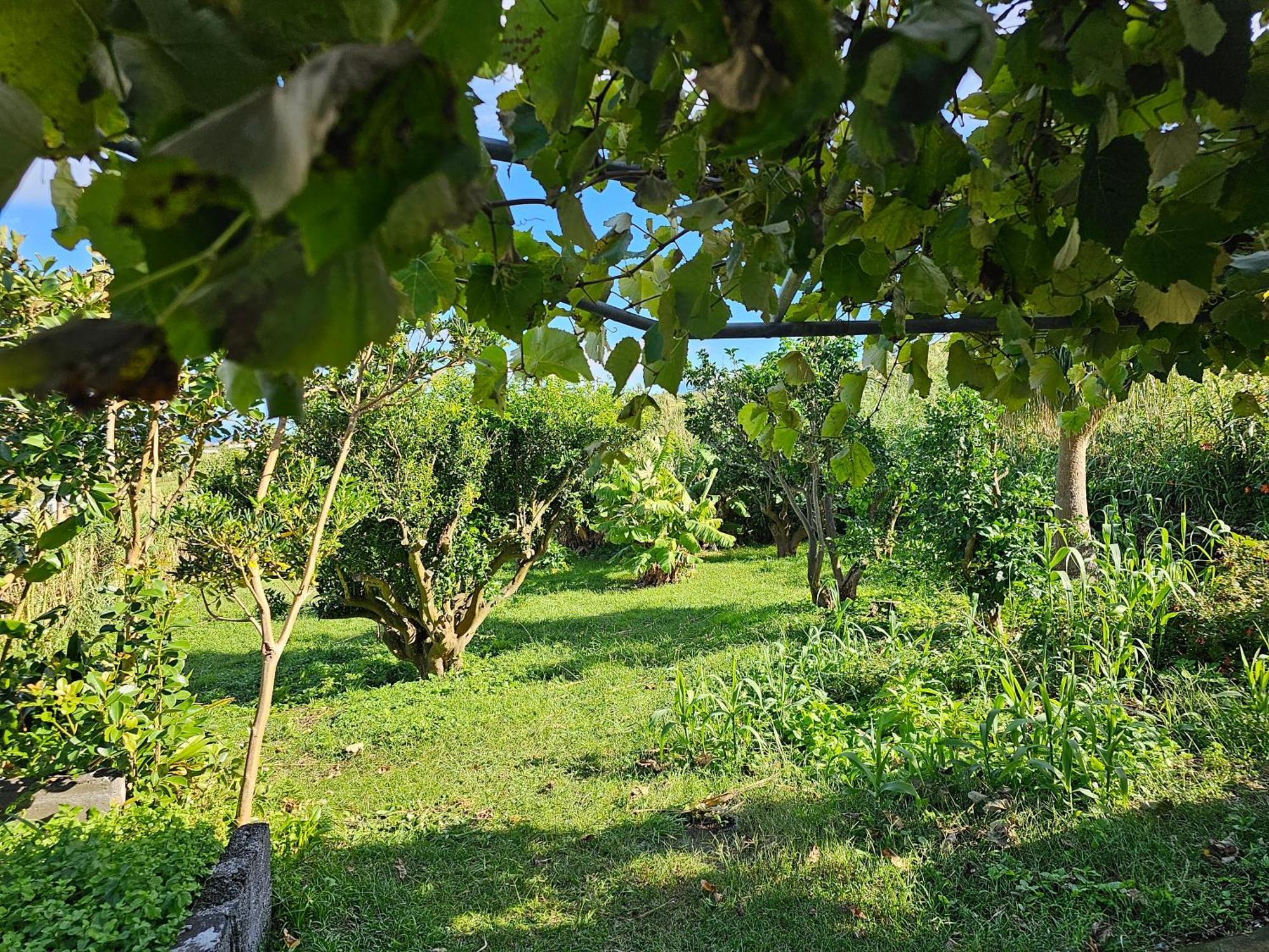 Casa Anjos Holiday Cottages Cedros ภายนอก รูปภาพ